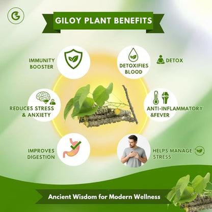 Herbal Giloy Patches ( BUY 1 GET 1 FREE )