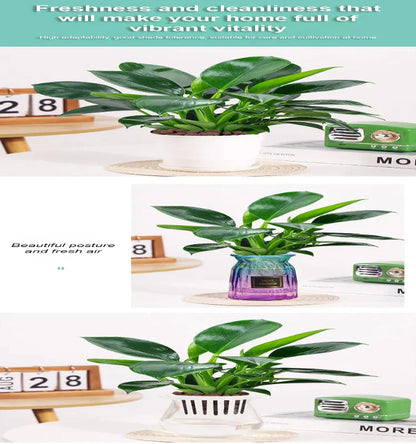 【 Lung Nourishing Drug King 】 Golden Diamond Green Plant ( BUY 1 GET 1 FREE )